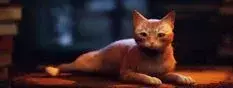 Состоялся релиз Stray — уже известны первые оценки критиков